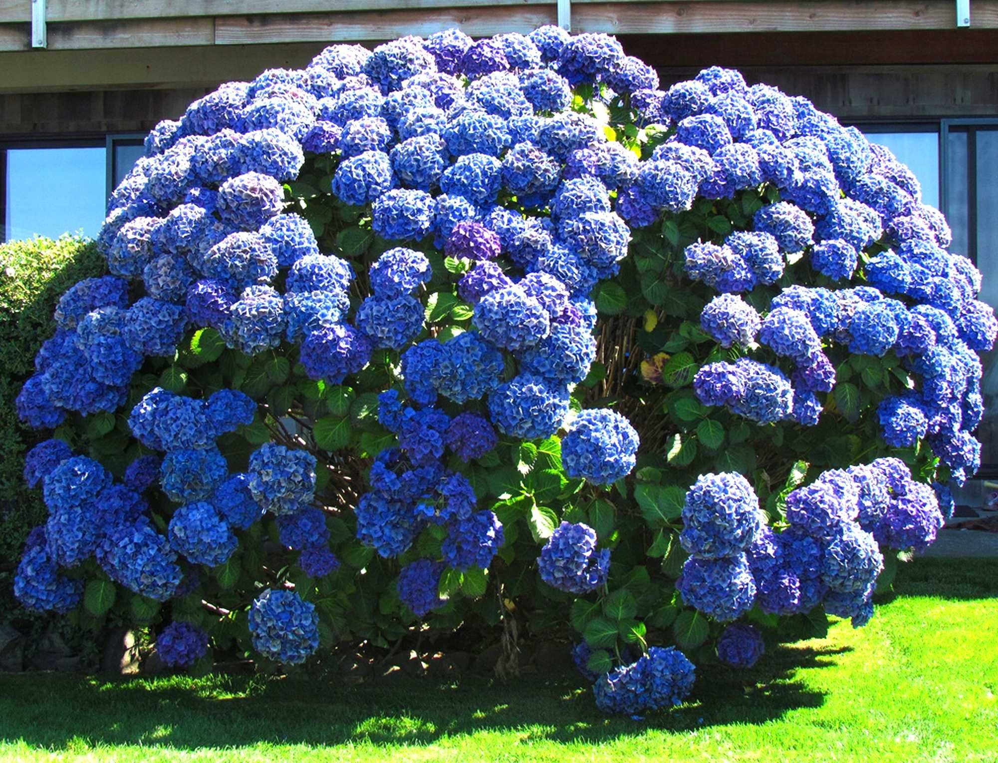 Гортензія широколиста 
the son of a dove  синь голуба (macrophylla).