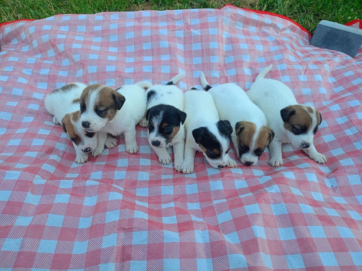 Piesek szczeniak Jack Russell Terrier