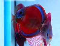 Dyskowce, paletki red cover, brąz, Red turkus Tiger, blue diamond 6 cm