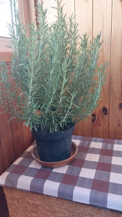 Розмарин в горщиках