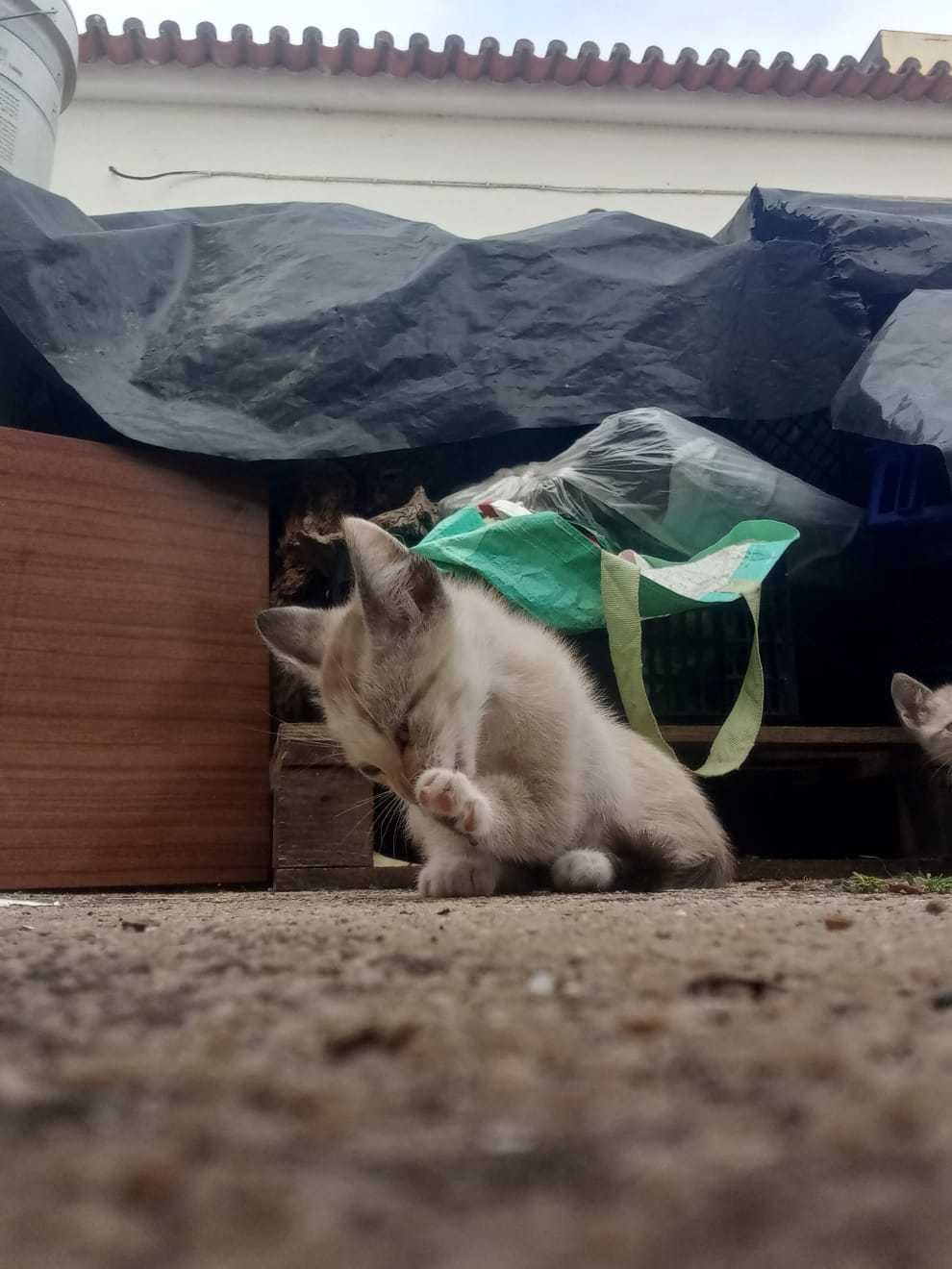 Doa-se  4 Gatinhos