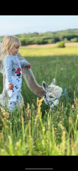 Alpaka huacaya - samiec wykastrowany do alpakoterapii, biały