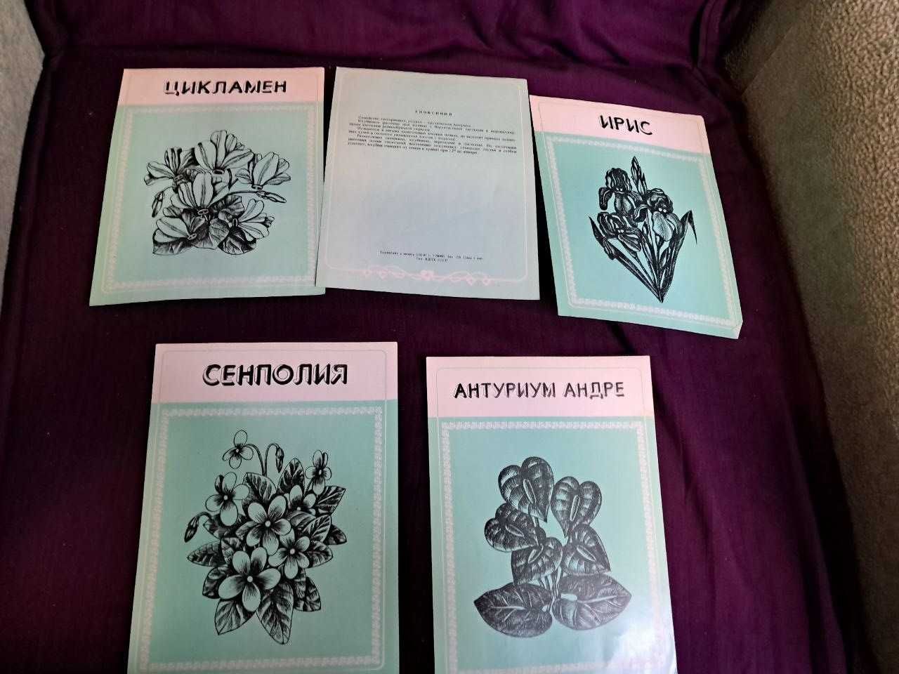 Поради квітникові любителю