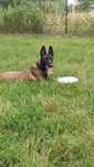 Owczarek belgijski malinois
