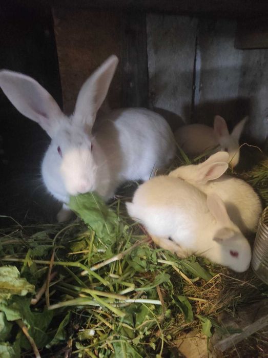 Królik króliki termondzkie albinosy biale