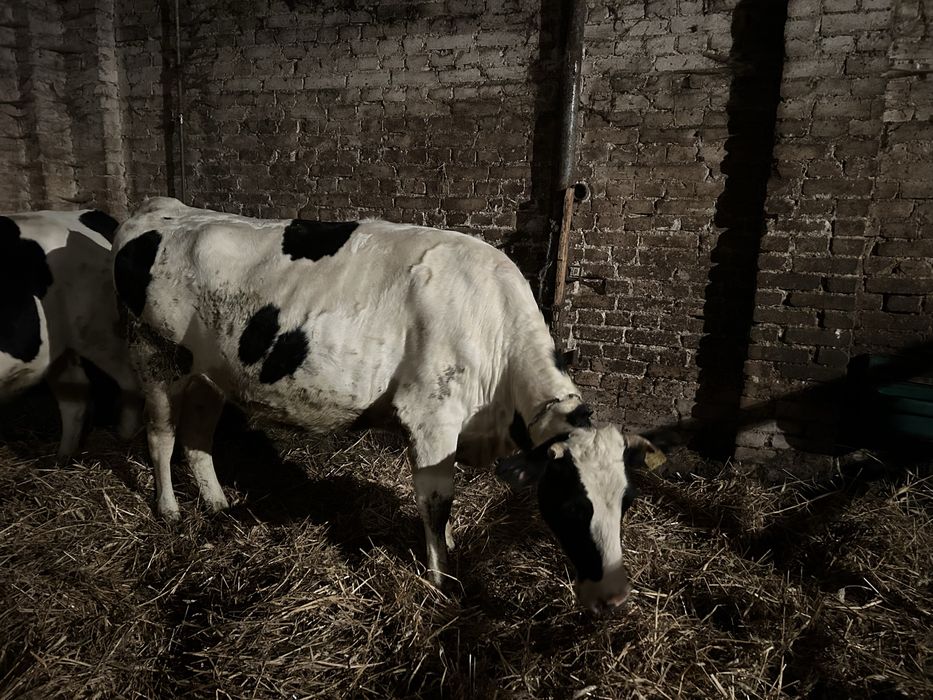 Sprzedam jalowki cielne