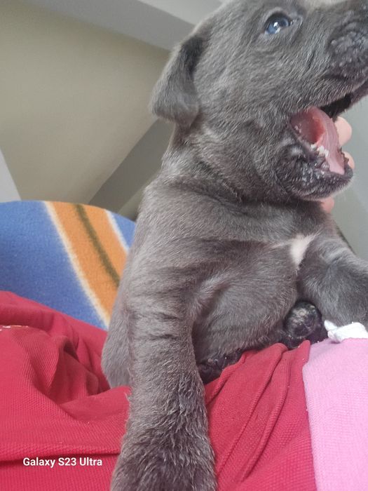 Sunia Cane Corso