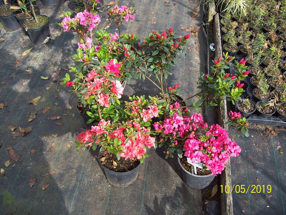 Azalia ,Hortensja ,Rododendron,Piwonia, 40-60 cm