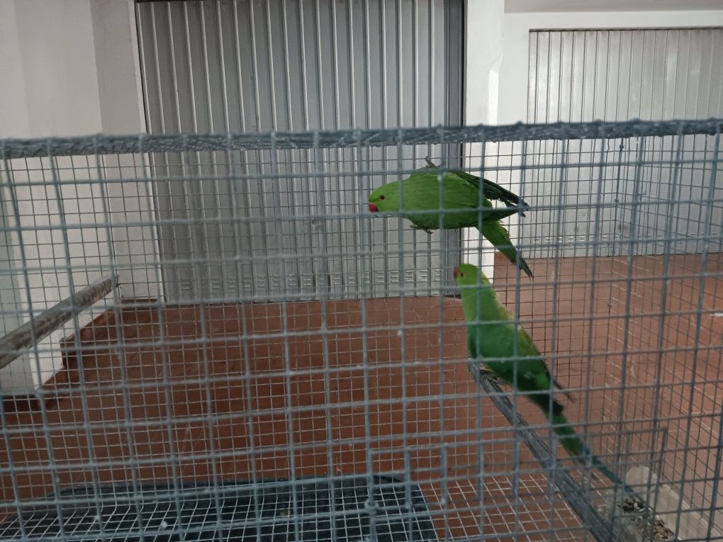 Vendo casal de Ring nek