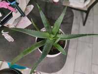 Aloes do wyboru 3-4letni drzewiasty Aloe vera ceny od 20zł