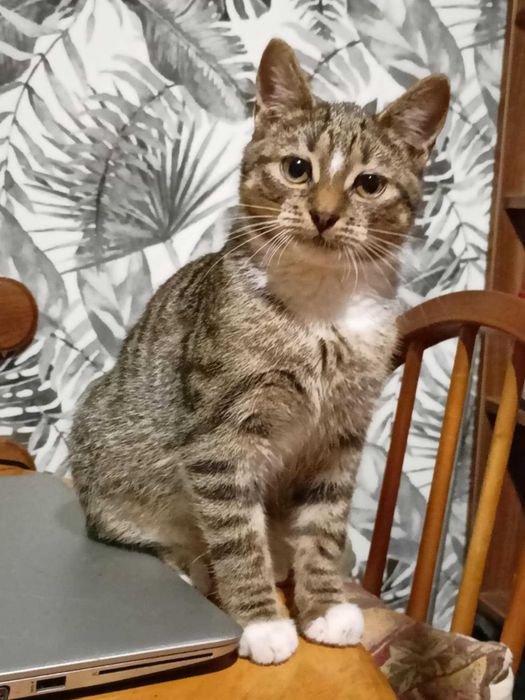 Henryk, Henio, Heniutek - turbo luzak szuka domu!