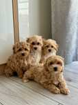 Maltipoo Piękna maluta sunia Zapraszam!!