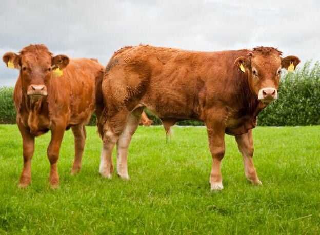 MASTERBULL INTENSIIV opas byk intensywny tucz bez kiszonki z kukurydzy