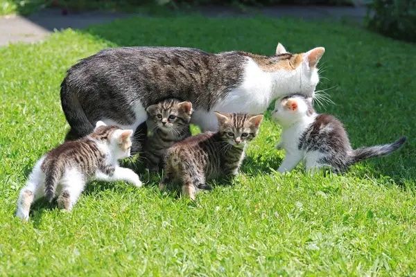 Кошенята безкоштовно