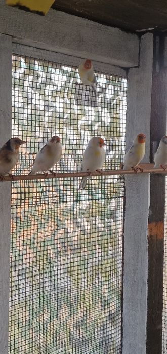 Szczygły syberyjski major