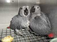 Papagaios Cinzentos criados á mão
