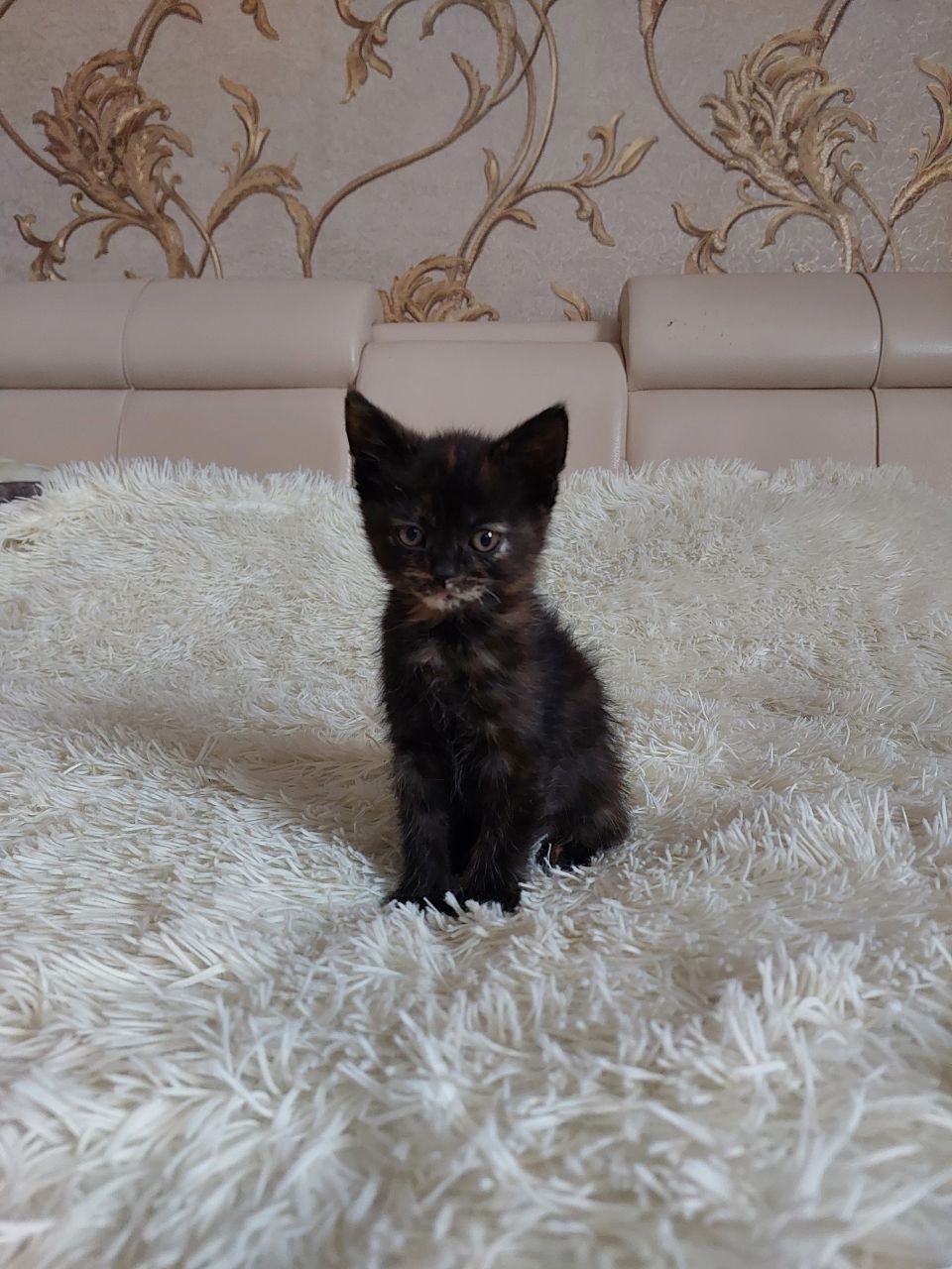 Британські кошенята