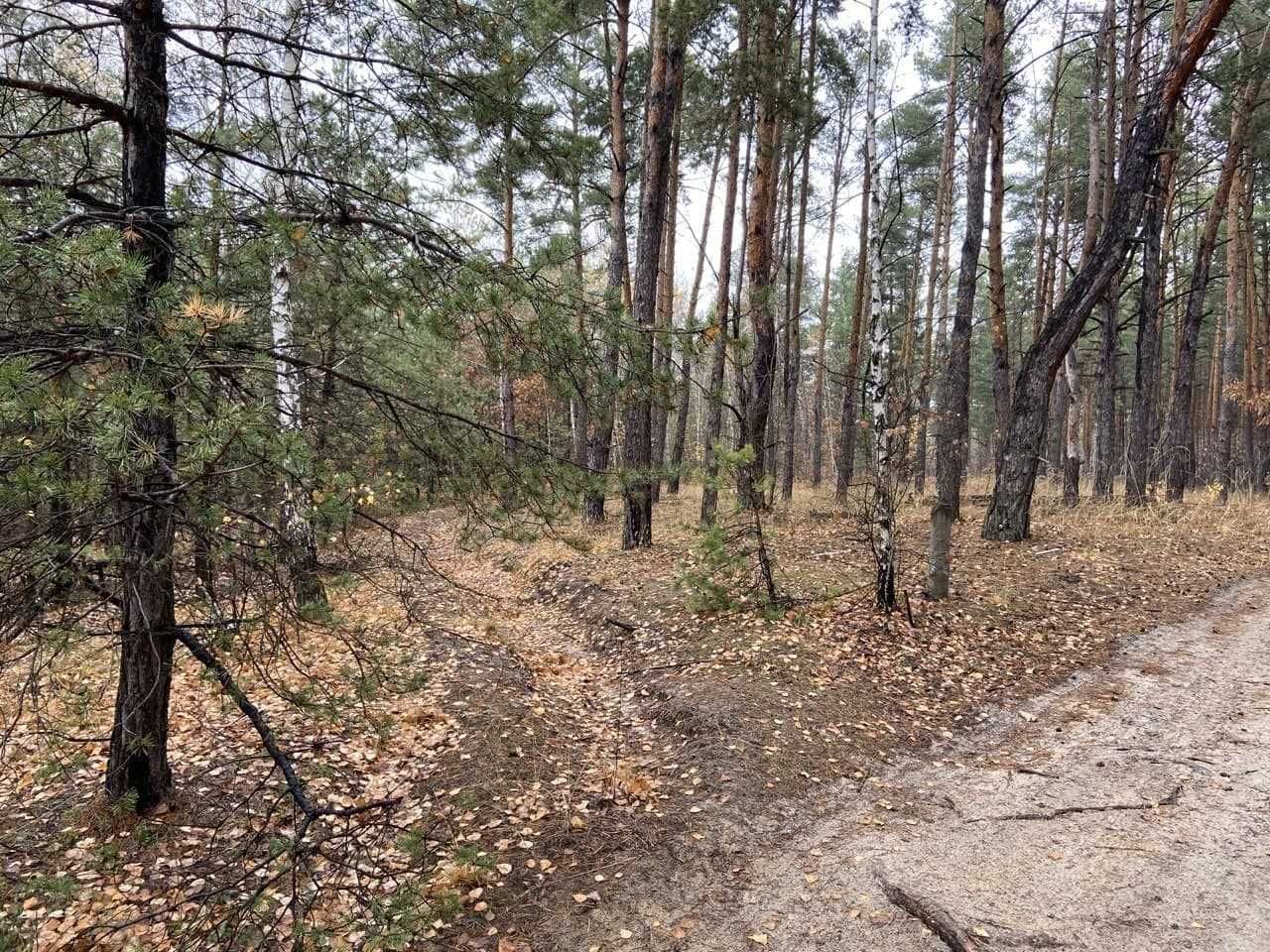 Козин, в самому центрі лісу!