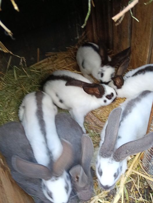 Króliki srokacz olbrzym niemiecki