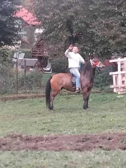 Sprzedam klacz bez pp