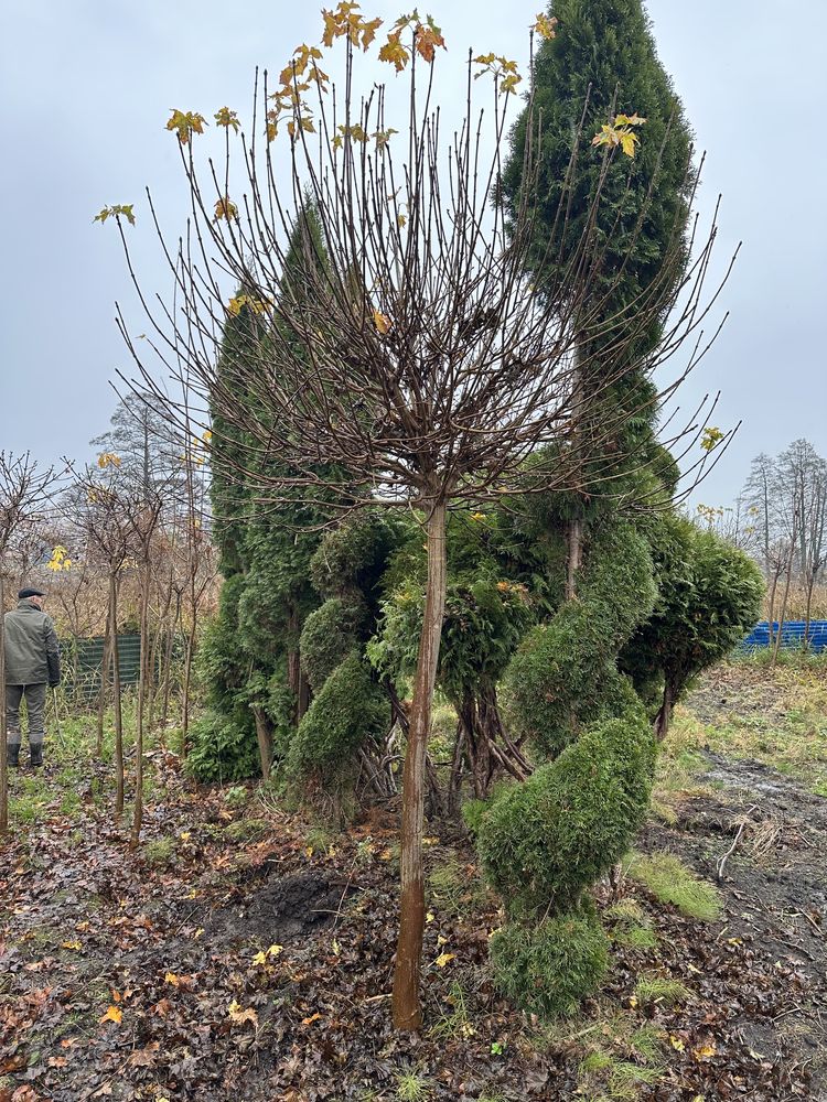 Klon zwyczajny GLOBOSUM obwód 20-25cm (zasadzenia zastępcze)