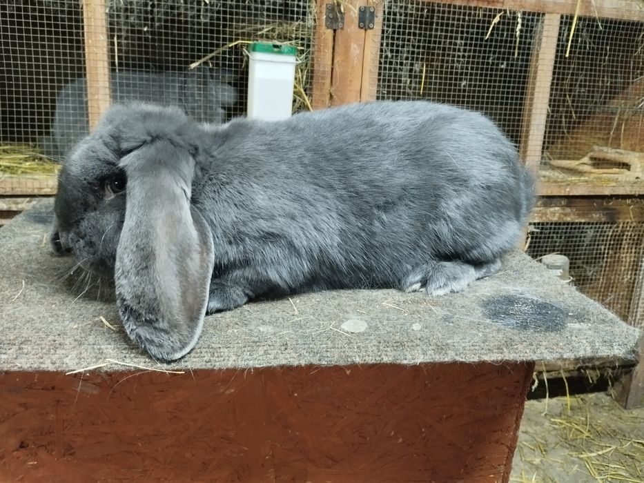 Baran Francuski Niebieski Samiczki