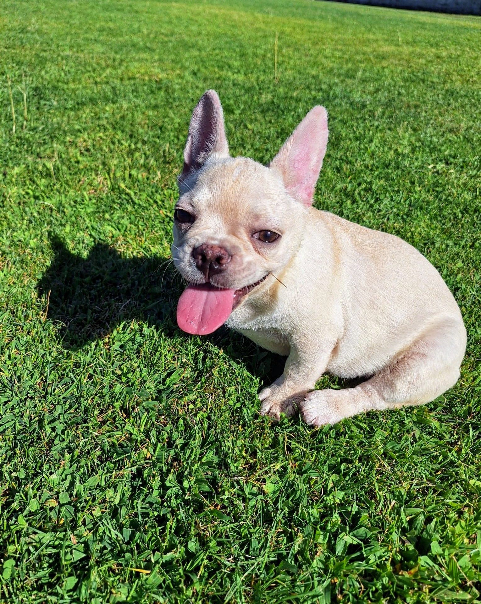 Bulldog Francês Platiniun