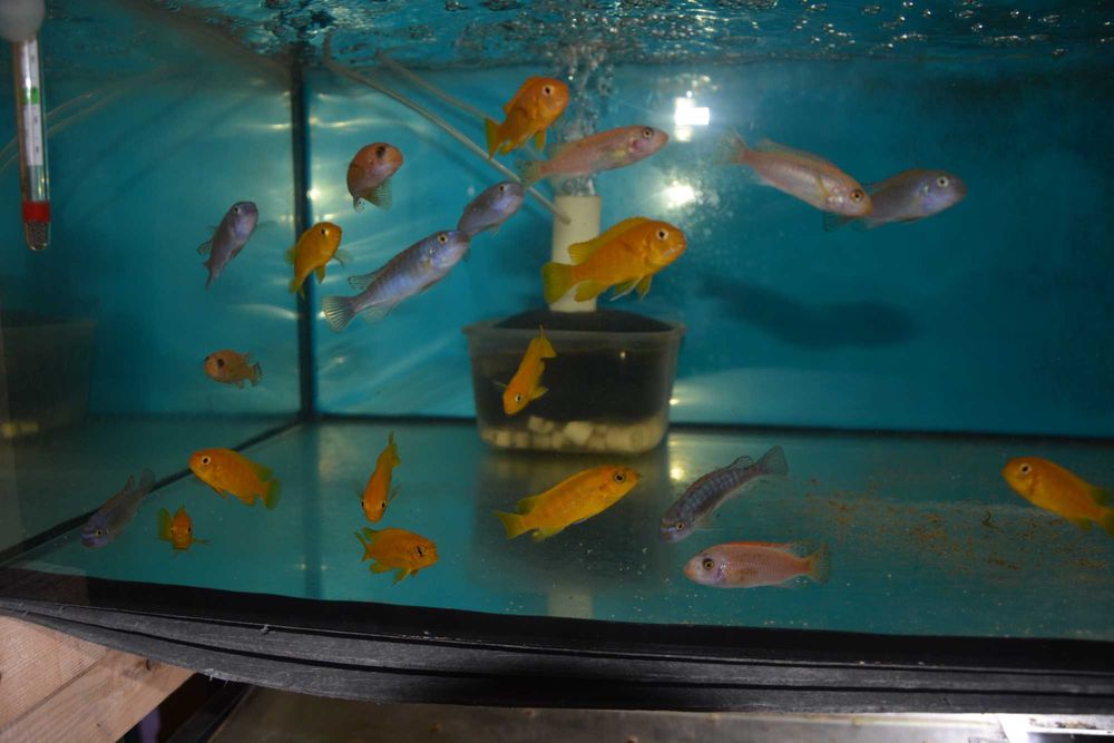 Pyszczak Labeotropheus Trewavasae Thumbi West