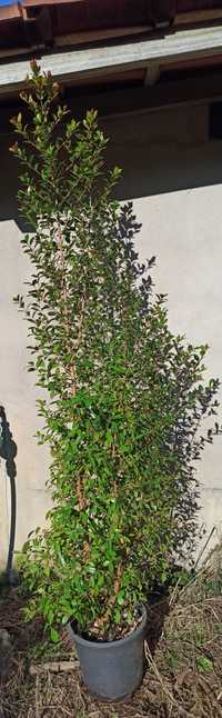 Eugénia Myrtifolia Newport