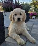 Goldendoodle SUNIA hybryda ras