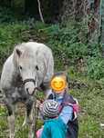 Kucyk klacz konik amerykański