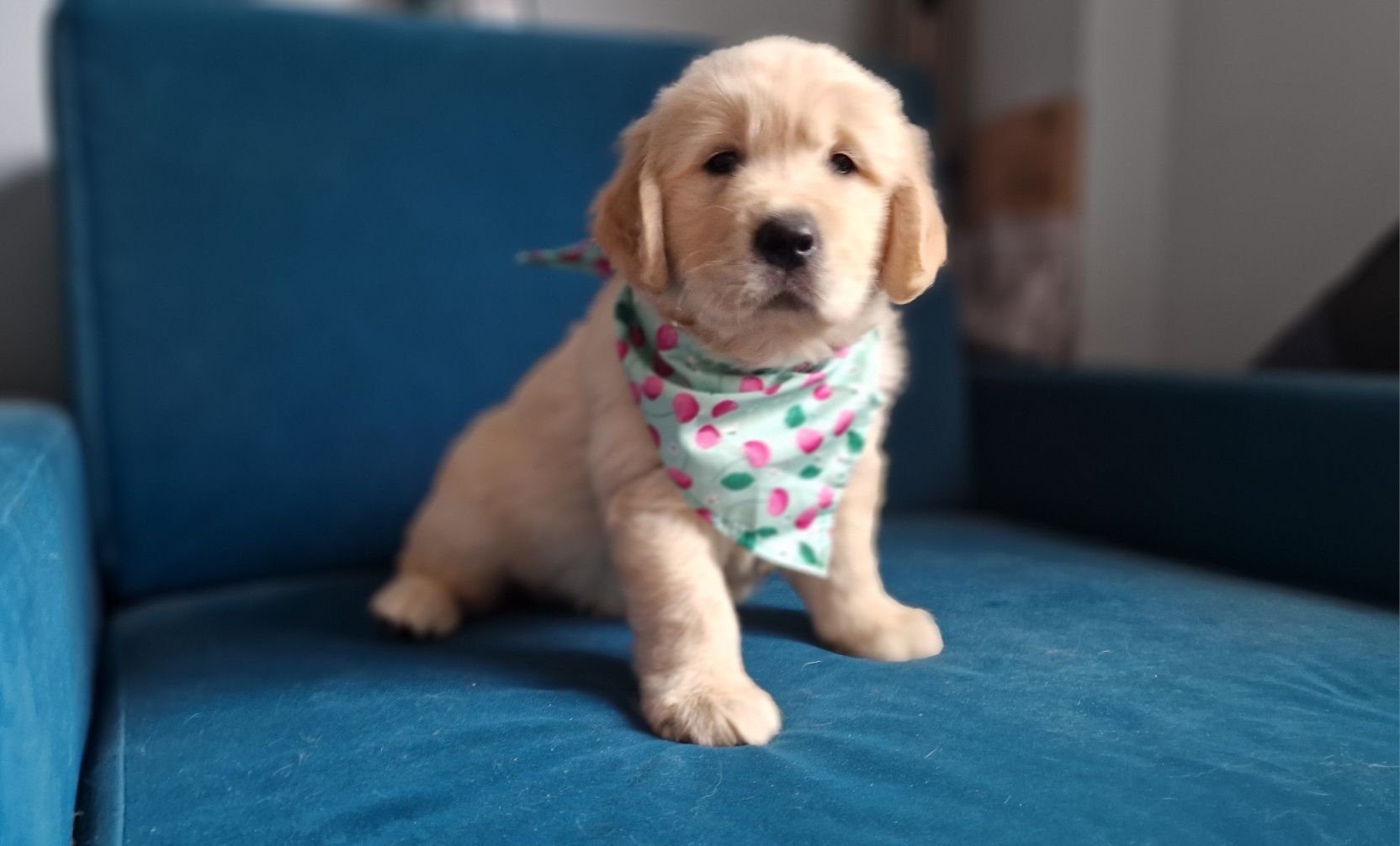 Golden Retriever FCI