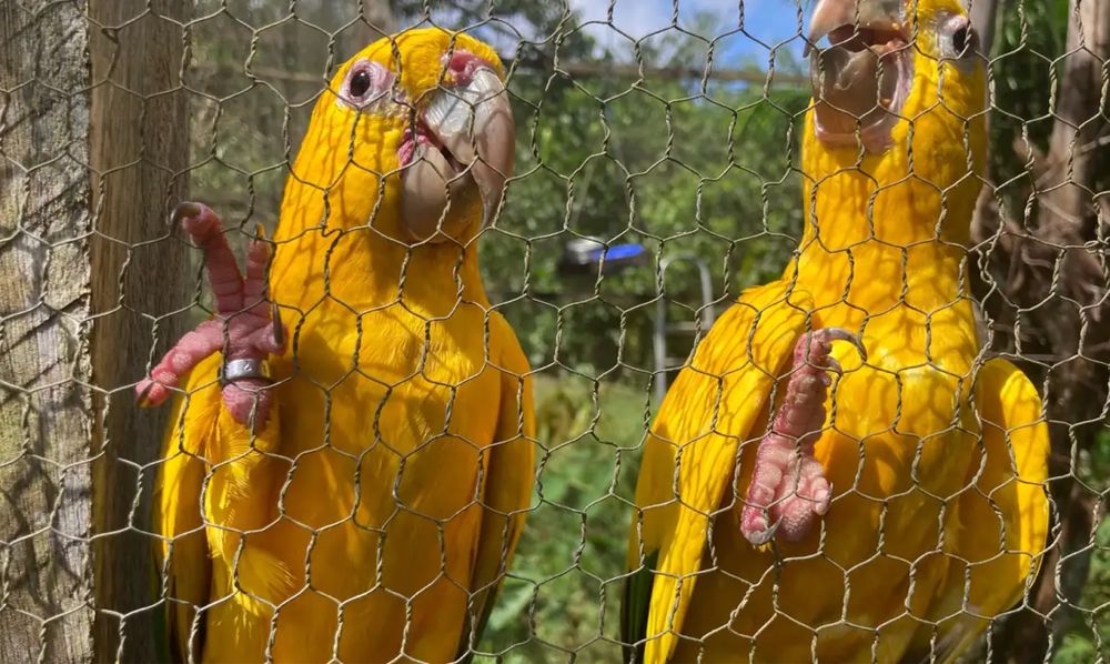 Casal de Guaruba Guaruba 2025