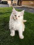 Kocurek Maine Coon