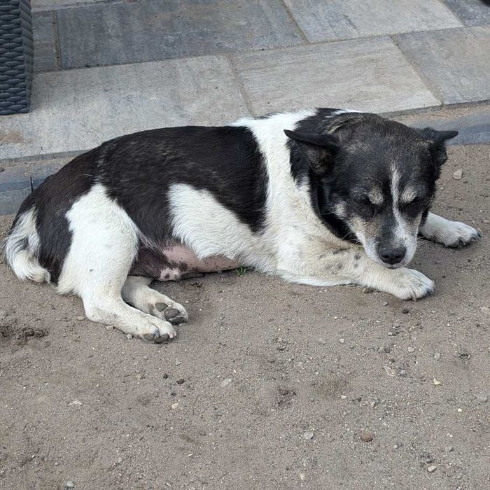 Amia - mała suczka o wielkim sercu