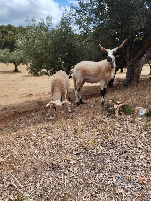 Vendo borrego algarvio macho