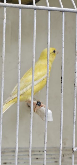 Espanholinhas miniatura 2025