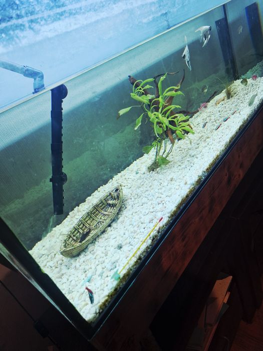 Sprzedam Akwarium że wszystkimi co na zdjęciu