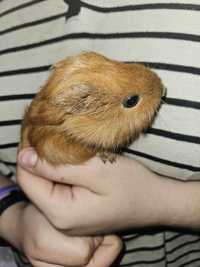 Cavia Domowa / Świnka morska