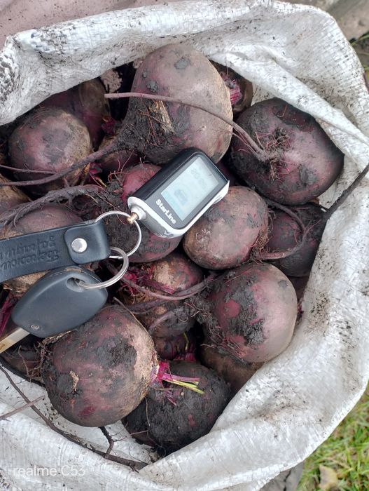 Буряк .с. Чаплинка