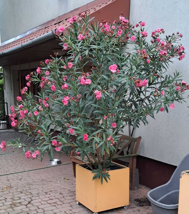 oleander duży,  10-letni