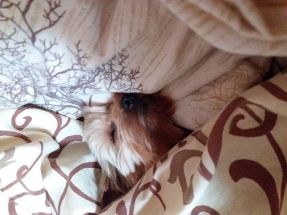 Вязка ! Ищу невесту!