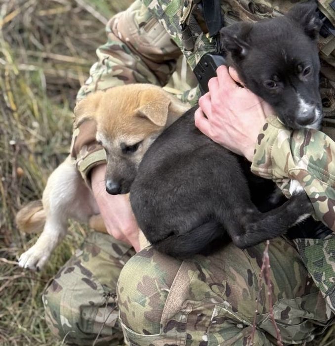 Цуценя в сімʼю!!!малі на вулиці