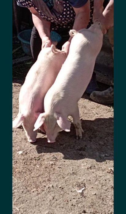 Продам поросята породи ландрас