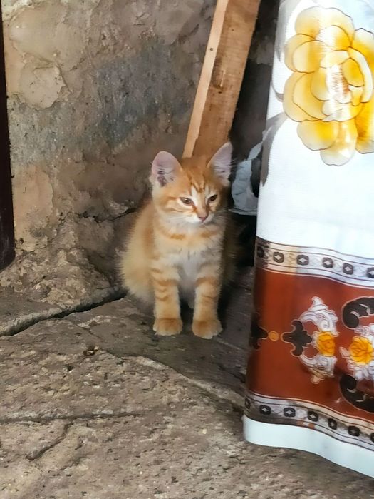 Котята бесплатно. Котенок. Кот. Кошка. Даром.