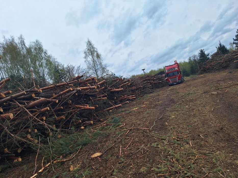 Darmowa wycinka drzew lasow samosiejek czyszczenie dzialek mulczer