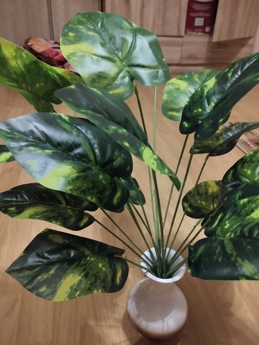 Roślina egzotyczna epipremnum