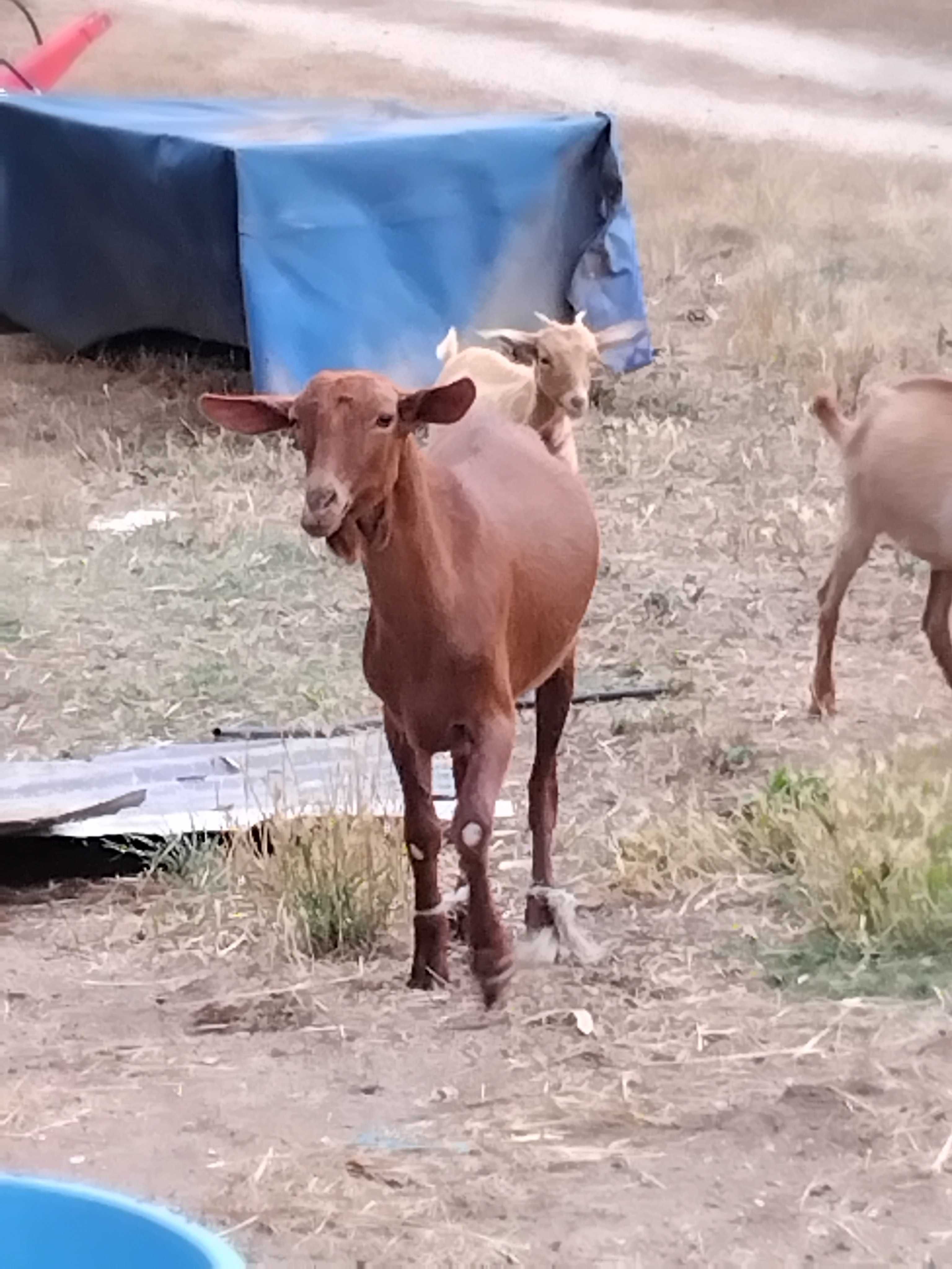 Chibo para venda