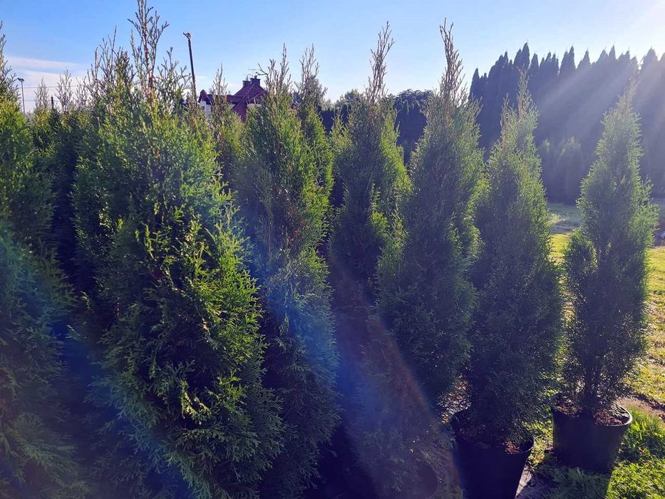 Tuja Szmaragd Szmaragdowa Tuje Szmaragdy 150CM Wys hodowane w doniczce