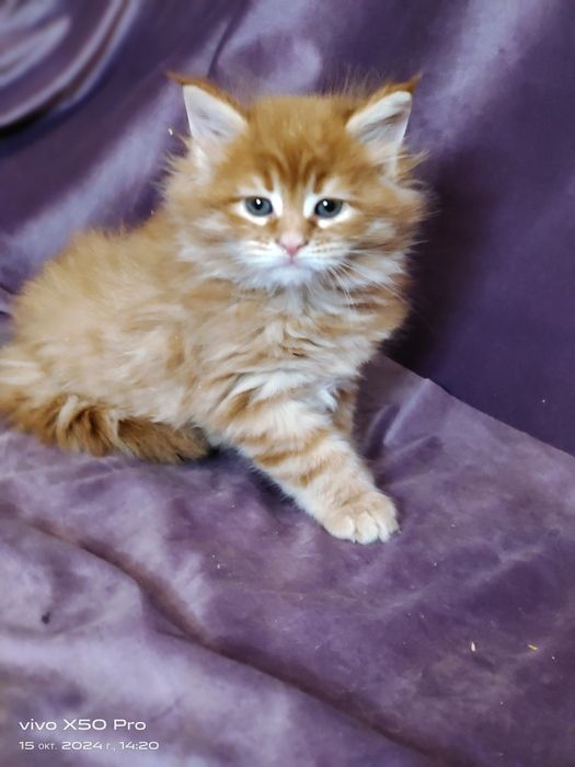 Ласковые мейнкунчики